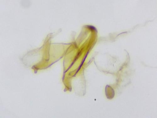 Réf. 281 082 : Coleophora caespititiella