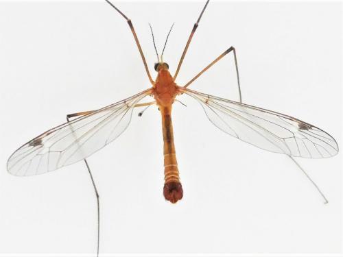 Réf. 281 605 : Tipula lunata