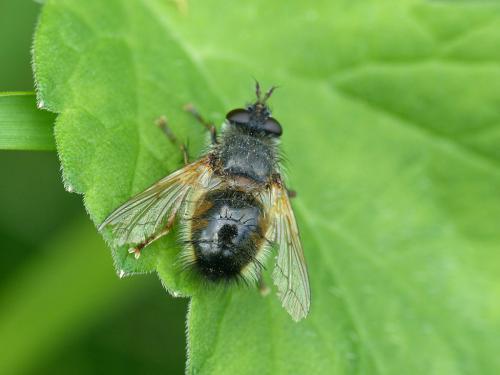 Réf. 281 661 : Tachina lurida