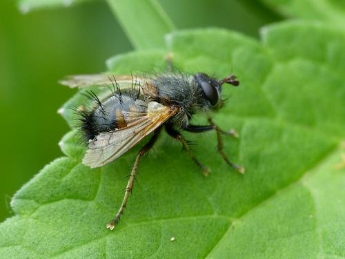 Réf. 281 662 : Tachina lurida