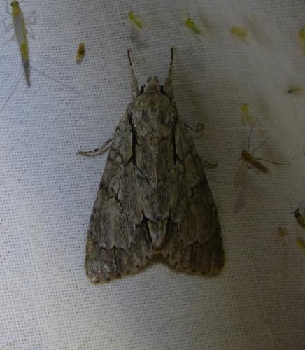 Réf. 281 053 : Acronicta sp.