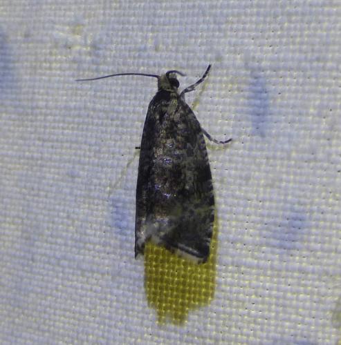 Celypha lacunana