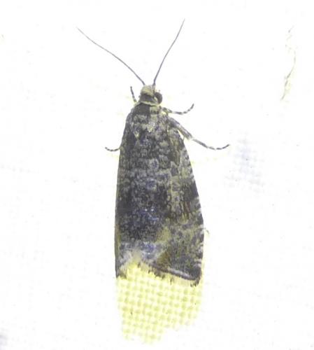 Celypha lacunana