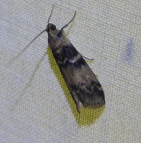 Réf. 281 584 : Euzophera pinguis