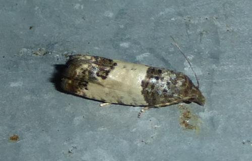 Spilonota ocellana