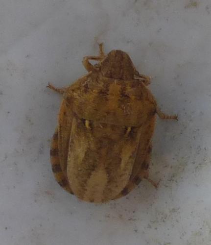 Réf. 281 604 : Eurygaster sp.