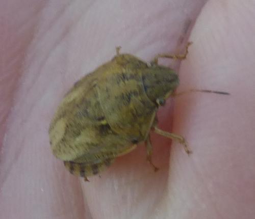 Réf. 281 686 : Eurygaster sp.