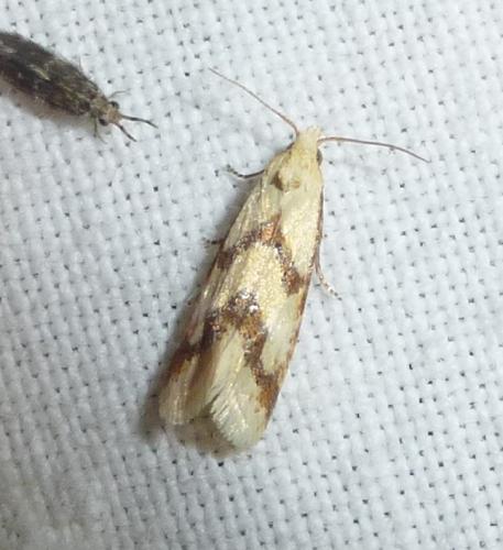 Réf. 281 563 : Aethes sp.