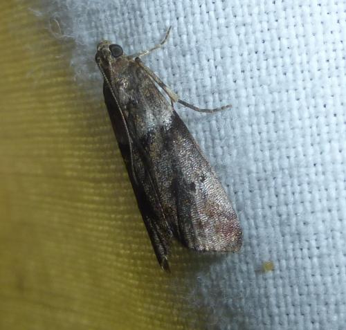 Réf. 281 564 : Acrobasis sp.