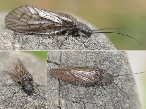 Sialis sp.