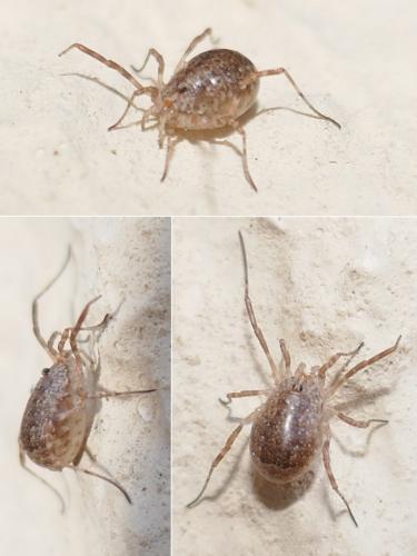 Odiellus spinosus