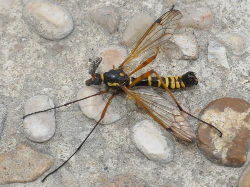 Ctenophora flaveolata