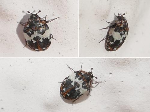 Anthrenus pimpinellae