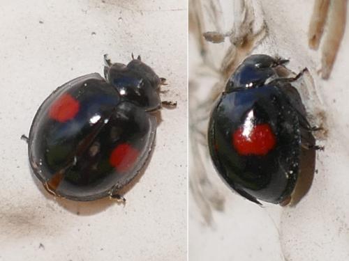 Réf. 281 331 : Chilocorus renipustulatus