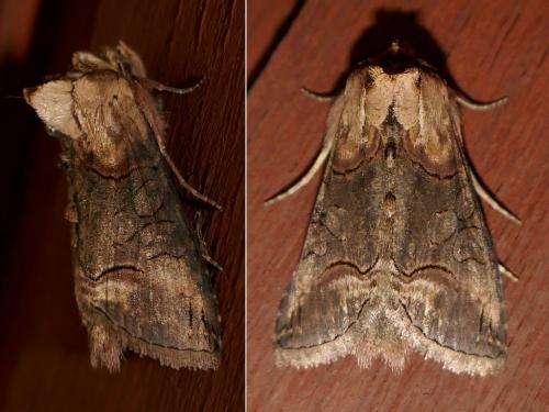 Abrostola triplasia