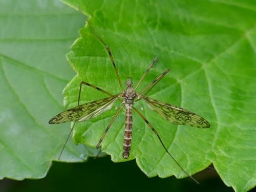 Epiphragma ocellare