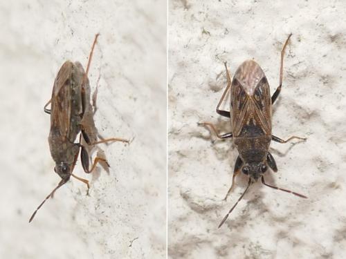 Réf. 281 596 : Peritrechus gracilicornis