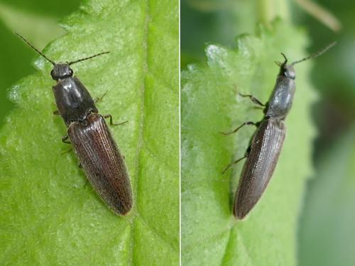 Réf. 281 655 : Athous haemorrhoidalis