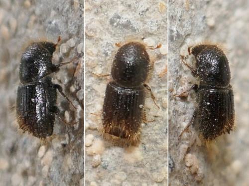Réf. 281 663 : Ips typographus