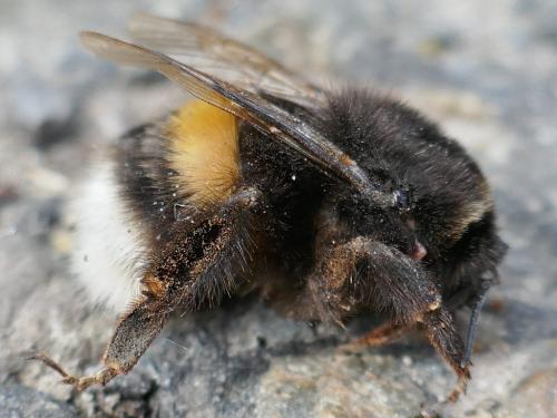 Bombus terrestris