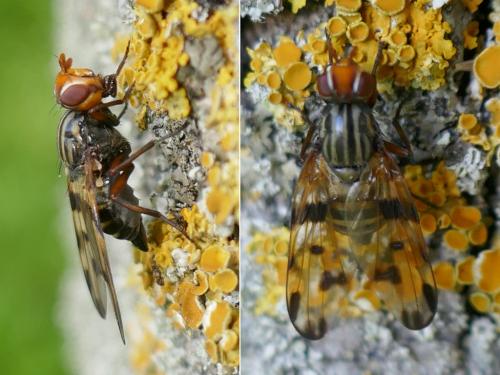 Otites porcus