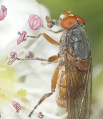 Réf. 281 066 : Brachyopa scutellaris