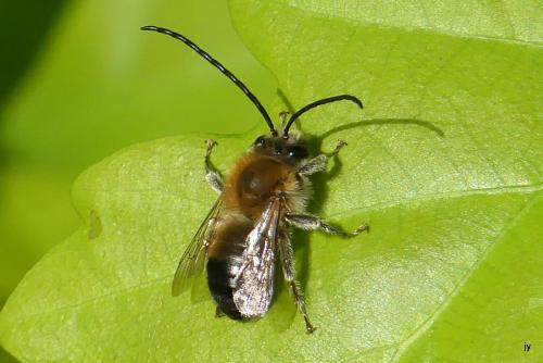 Réf. 281 025 : Eucera sp.
