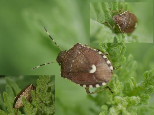 Holcostethus sphacelatus
