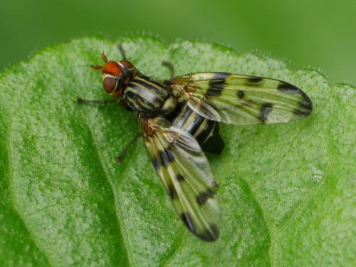 Otites porcus
