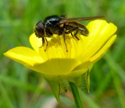 Réf. 281 367 : Cheilosia ranunculi