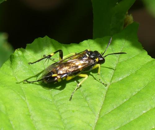 Réf. 281 742 : Macrophya montana