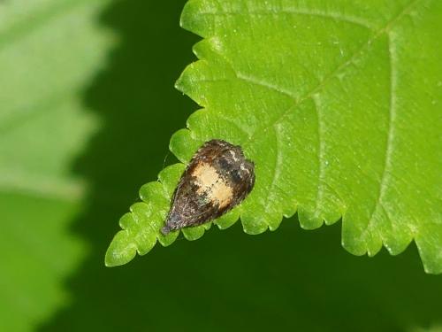 Endothenia nigricostana