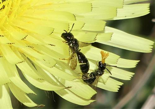 Ceratina cucurbitina
