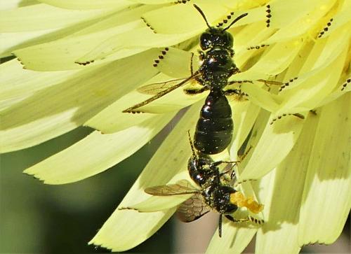 Ceratina cucurbitina