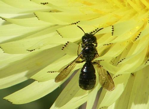 Ceratina cucurbitina