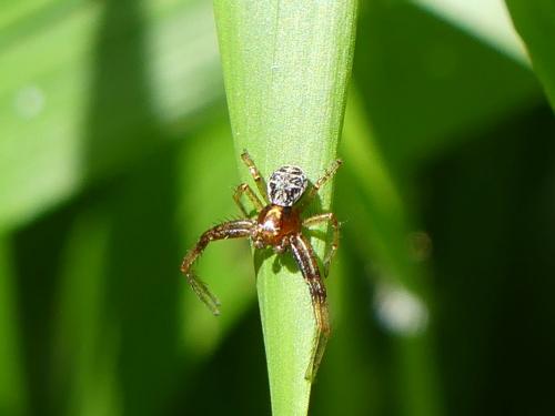 Réf. 281 578 : Xysticus lanio