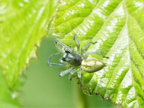 Cheiracanthium sp.