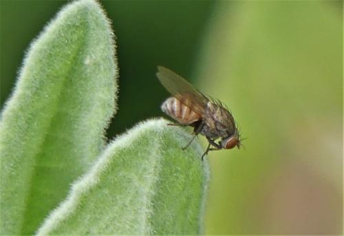 Minettia sp.