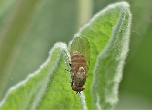 Minettia sp.