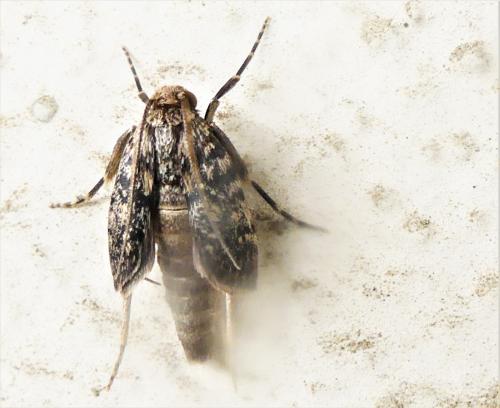 Réf. 281 744 : Aglossa pinguinalis