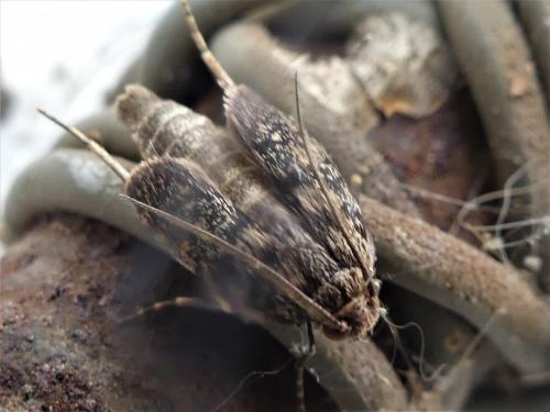 Réf. 281 743 : Aglossa pinguinalis
