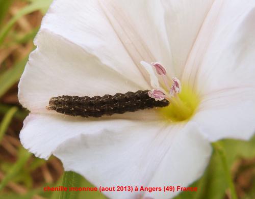 Réf. 281 588 : Hoplodrina octogenaria