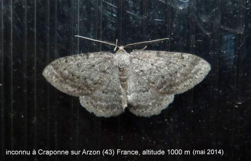 Réf. 281 543 : Charissa ambiguata