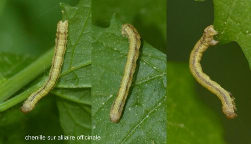 Réf. 281 005 : Agriopis sp.