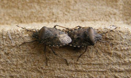 Réf. 281 483 : Rhaphigaster nebulosa