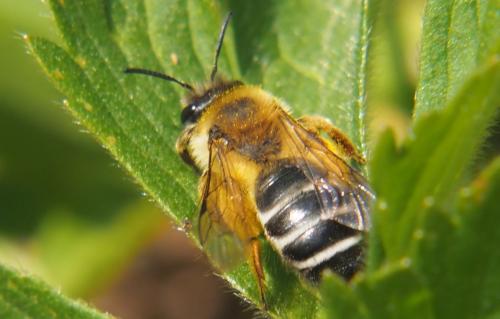 Andrena gravida