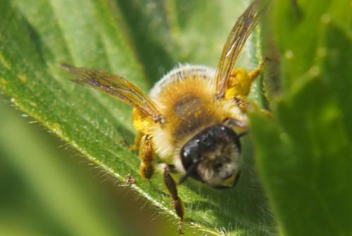 Andrena gravida