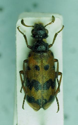 Réf. 281 121 : Hycleus rufipalpis