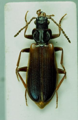 Pytho depressus