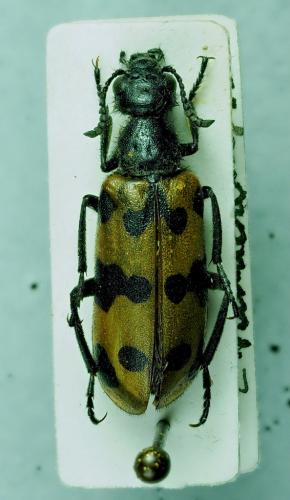 Réf. 281 120 : Croscherichia paykulli